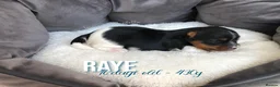 Yorkshire Terrier dogs for sale: Beautiful Litter of Six Biewer Terriers! - Advert 9