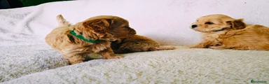 Maltipoo Puppy 2 Boy