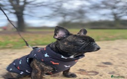 French Bulldog dogs for sale: French bulldog 1 year old  - Image 7