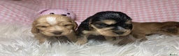 Cocker Spaniel dogs for sale: Show type cocker spaniel puppy’s PRA Clear  - Advert 13