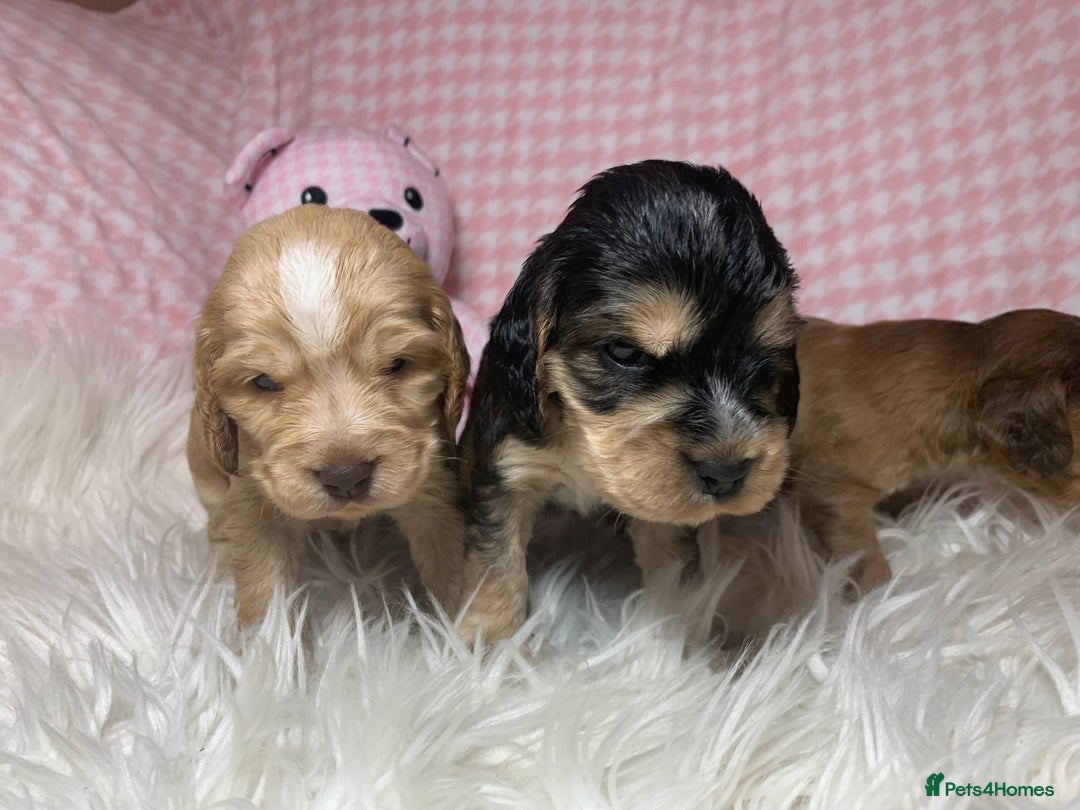 Cocker Spaniel dogs for sale: Show type cocker spaniel puppy’s PRA Clear  - Advert 13