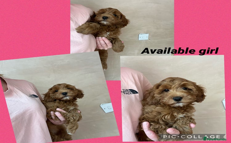 Cavapoo dogs - Advert 2