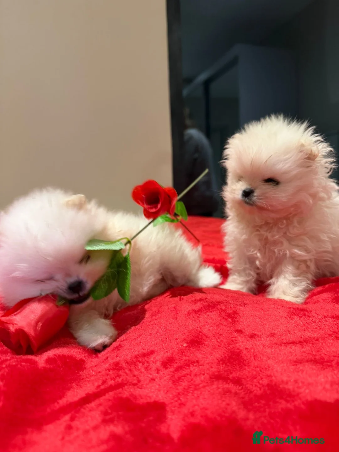 Pomeranian dogs for sale: 2 mini Pomeranian boys for sale  - Advert 2