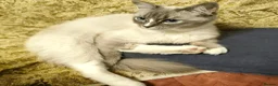 Ragdoll cats for sale: Young beautiful ragdoll cross girl - Advert 5