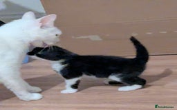 British Shorthair cats for sale: kittens - Image 5