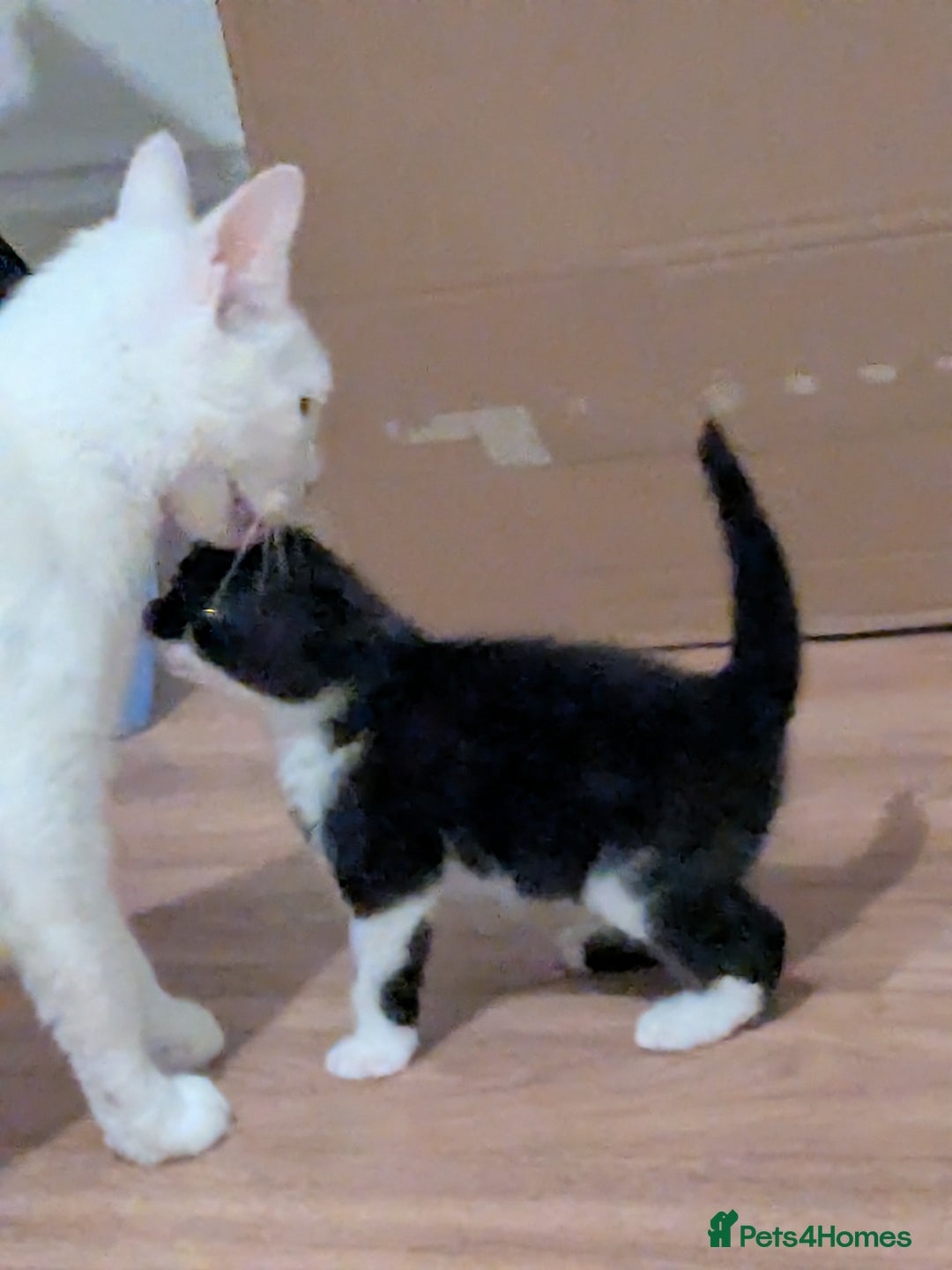 British Shorthair cats for sale: kittens - Image 5