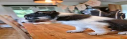 Border Collie dogs for sale: Beautiful Tri Coloured Collie Pups - Advert 5