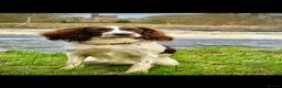English Springer Spaniel dogs for sale: KC English Springer Spaniels - Advert 2