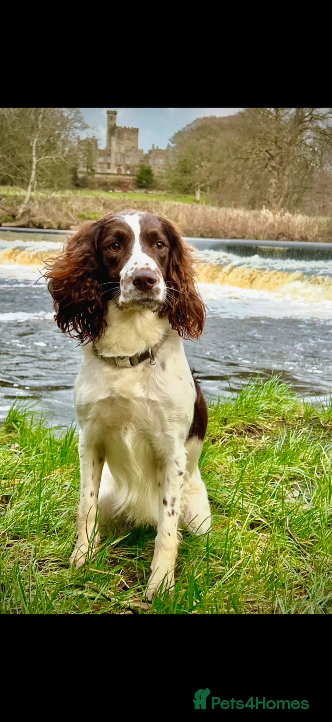 English Springer Spaniel dogs for sale: KC English Springer Spaniels - Advert 2