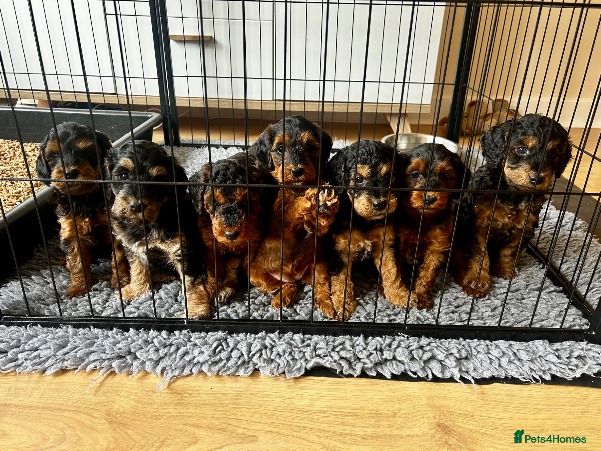 Cockapoo dogs RARE Agouti Sable Cockapoo Puppies - Advert 10