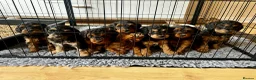 Cockapoo dogs for sale: RARE Agouti Sable Cockapoo Puppies - Advert 4