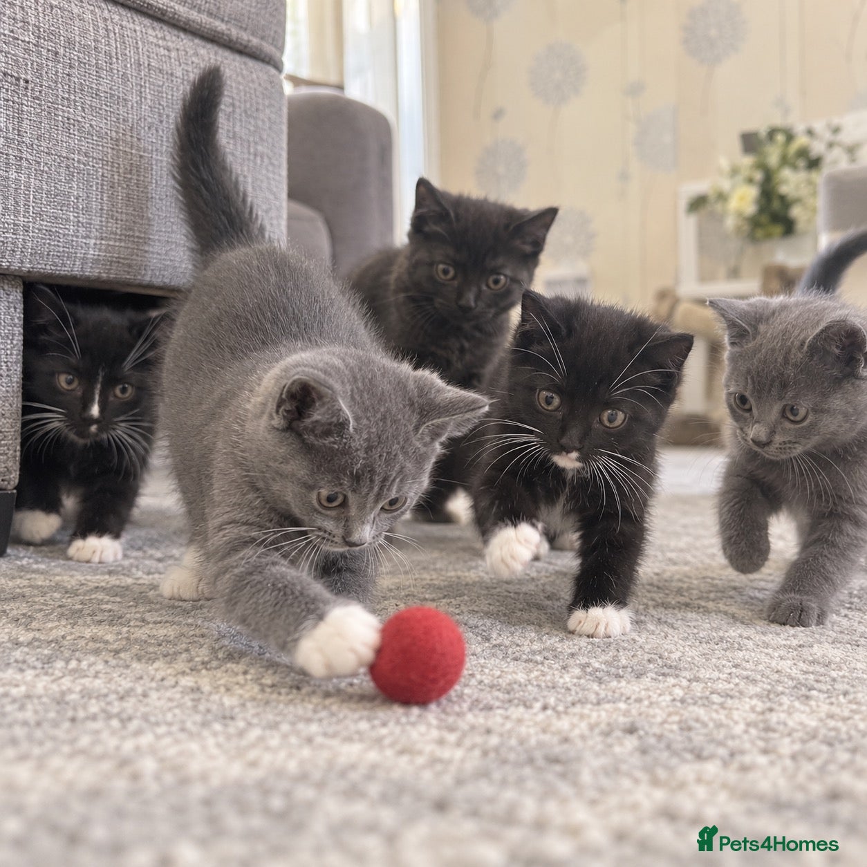 British Shorthair cats Beautiful British Shorthair Kittens Boys & Girls - Advert 1