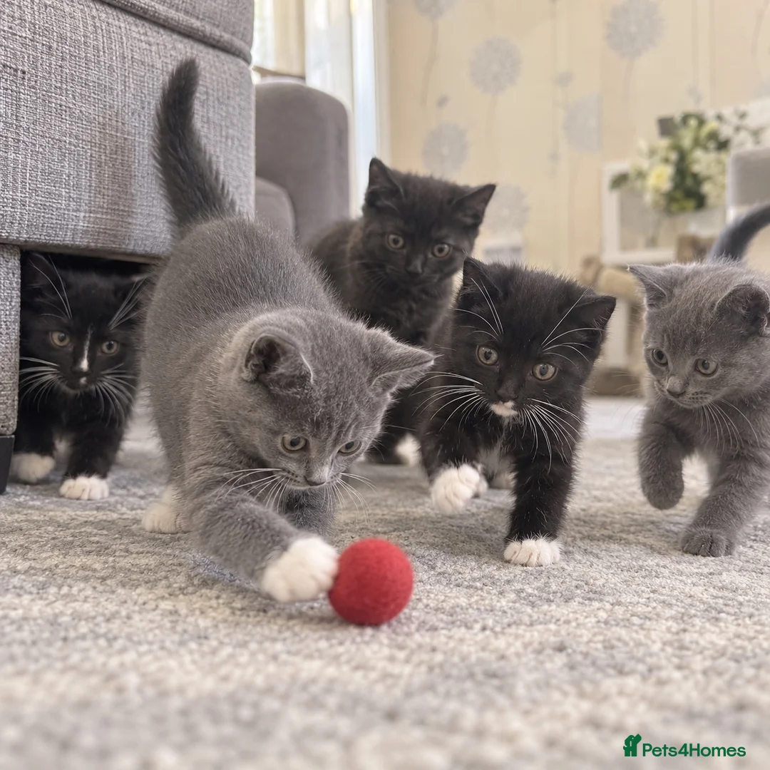 British Shorthair cats for sale: Beautiful British Shorthair Kittens Boys & Girls - Advert 1