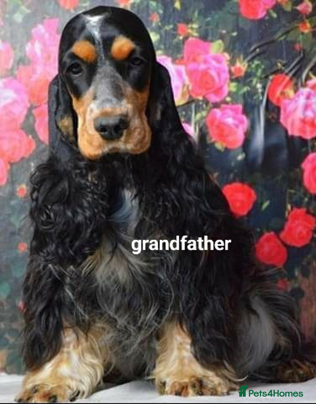 Cocker Spaniel dogs for sale: Show Cocel Spaniel- K.C. Reg. - Image 16