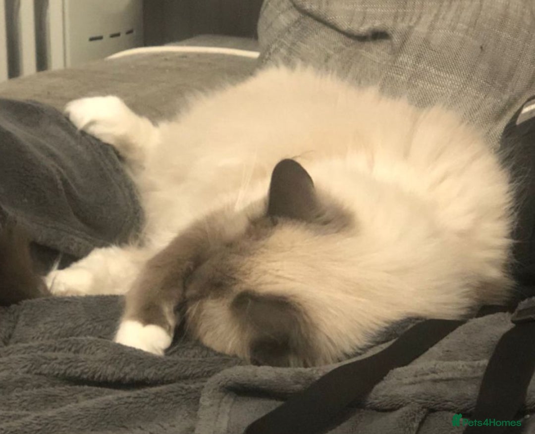 Ragdoll cats for sale: Mr oreo  - Advert 6