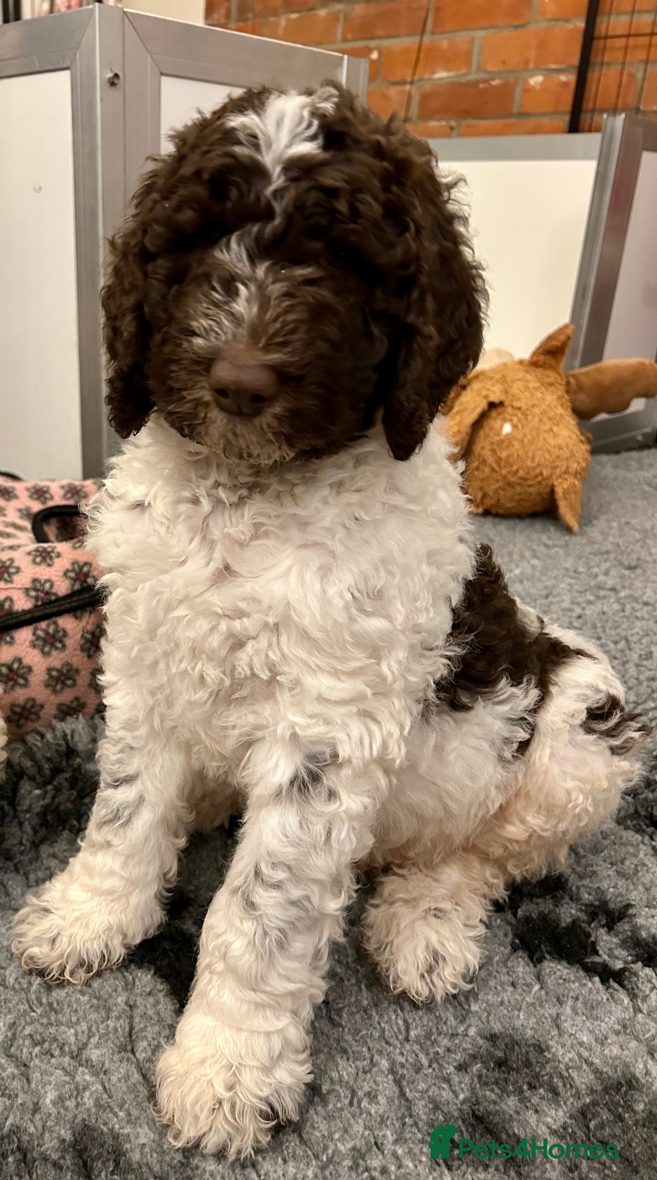 Newfypoo dogs F1B Parti Newfypoo  - Advert 5