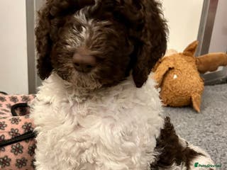 Newfypoo dogs F1B Parti Newfypoo - Advert 5