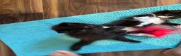 Mixed Breed cats for sale: Half ragdoll kittens! - Advert 18