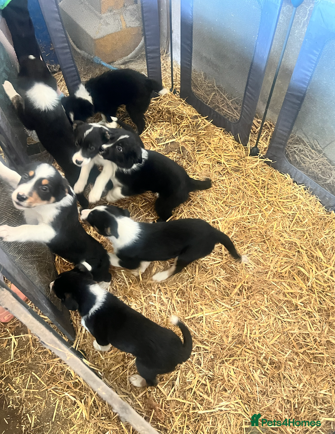Border Collie dogs Border Collie Pups - Advert 2