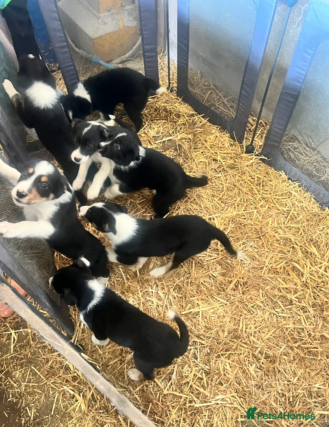 Border Collie dogs for sale: Border Collie Pups in Magherafelt - Advert 2