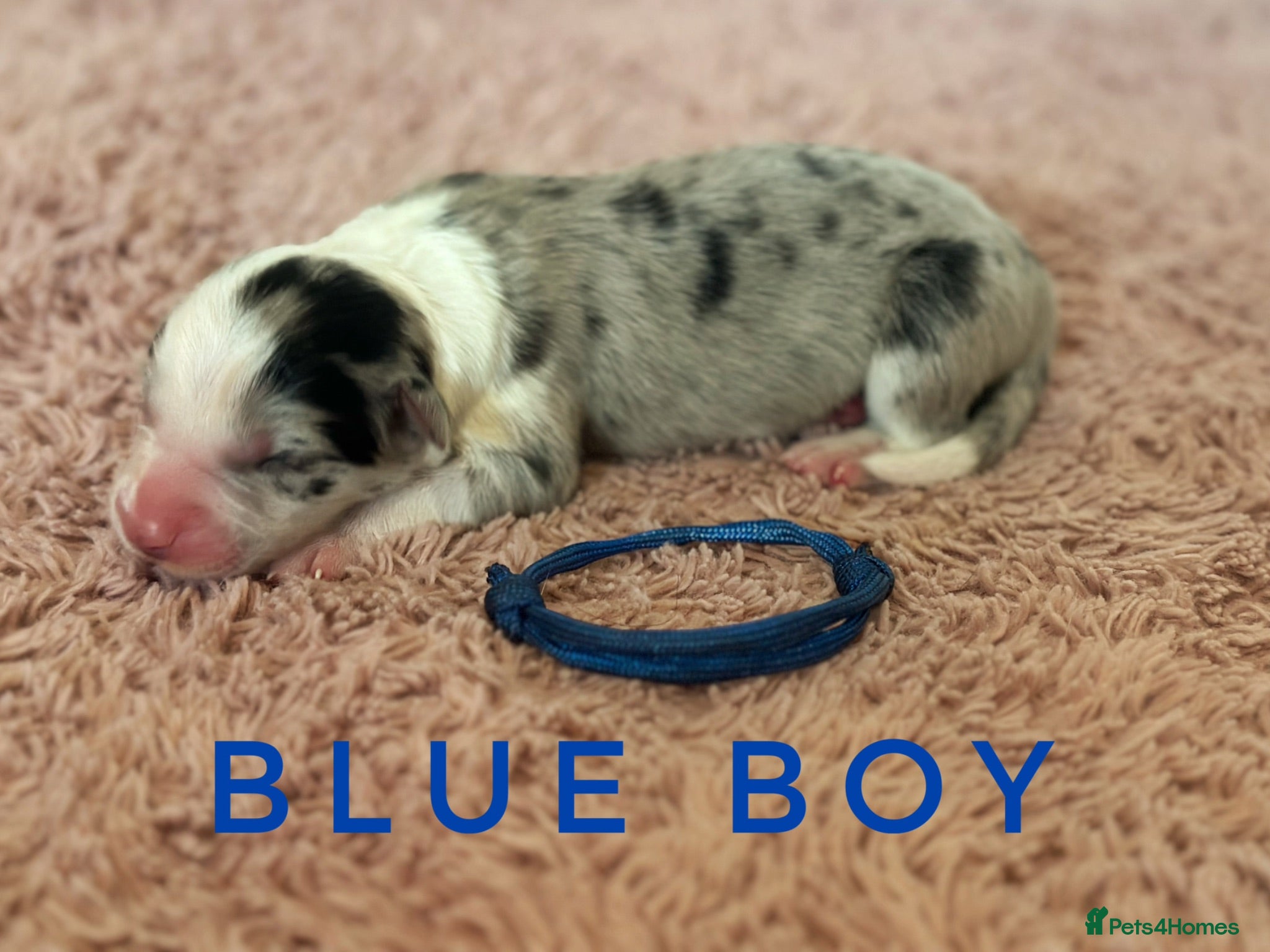 Border Collie dogs Fully Health Tested, KC registered puppies due - Advert 2