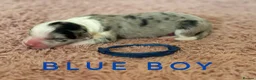 Border Collie dogs for sale: Fully Health Tested, KC registered puppies due - Advert 2