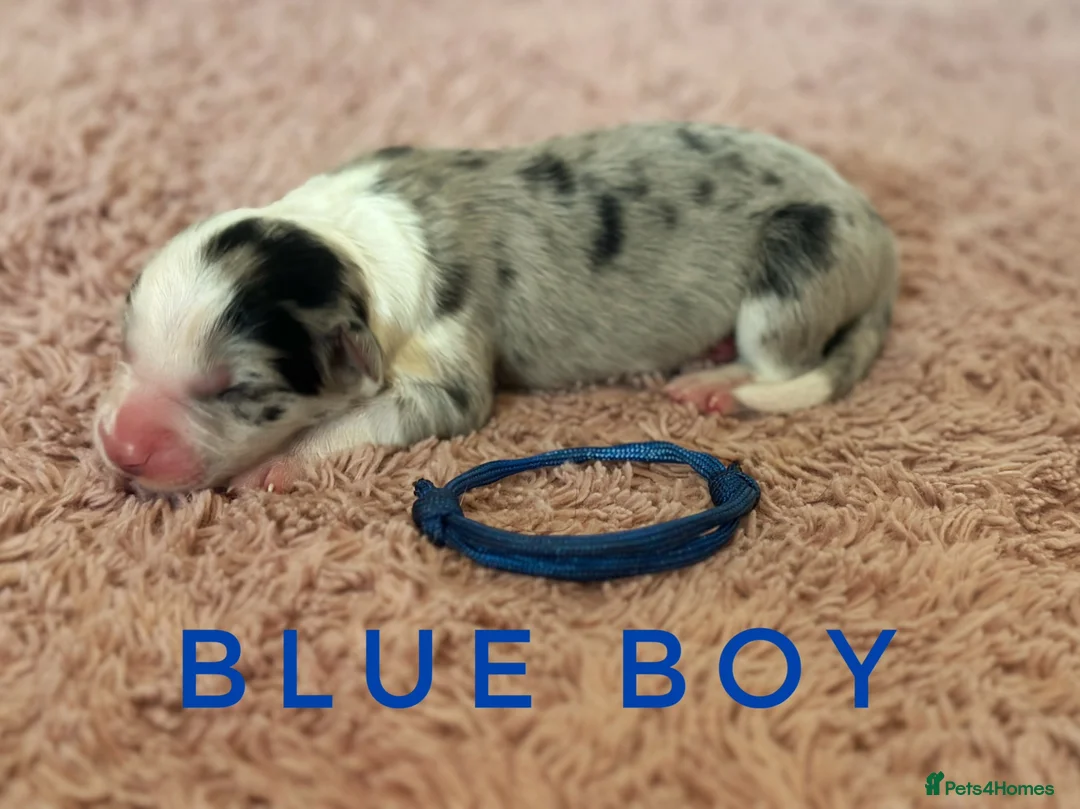 Border Collie dogs for sale: Fully Health Tested, KC registered puppies due - Advert 2