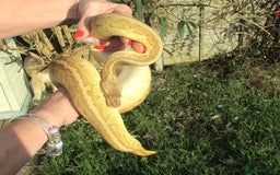 Python Snake reptiles for sale: Pinstripe Lesser Yellow Belly  pastel  - Image 4