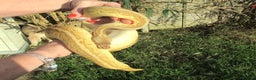 Python Snake reptiles for sale: Pinstripe Lesser Yellow Belly  pastel  - Advert 4