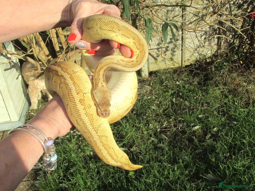 Python Snake reptiles for sale: Pinstripe Lesser Yellow Belly  pastel  - Image 4