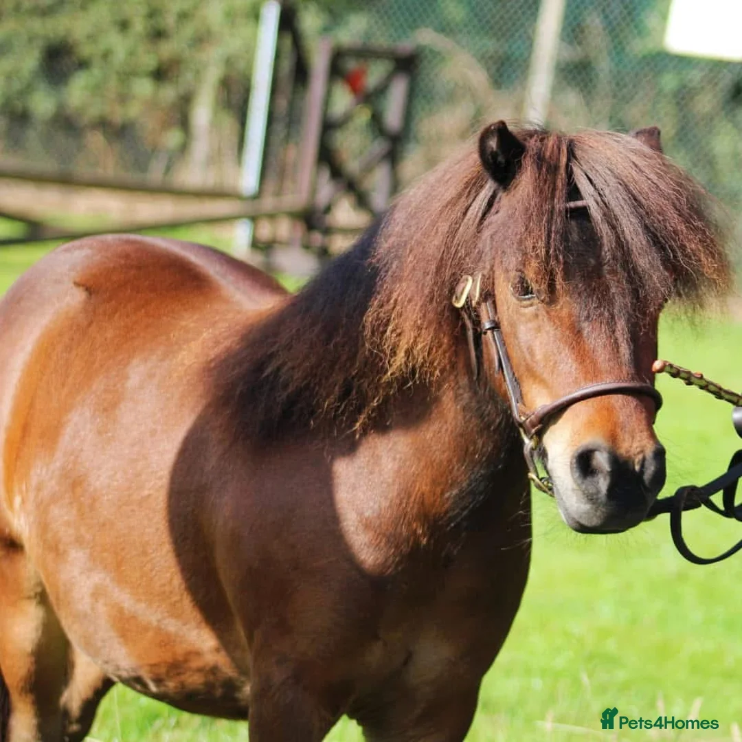 Shetland pony horses for sale: Registered miniature Shetland gelding - Advert 2