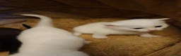 Mixed Breed cats for sale: British shorthair mixed kittens.  - Advert 6