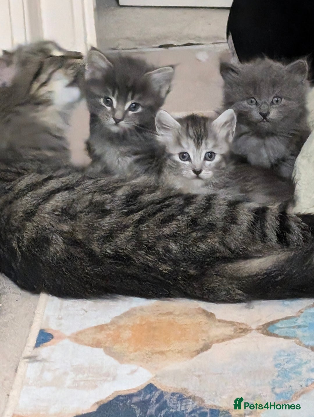 Mixed Breed cats for sale: Three incredibly beautiful kittens - Image 10