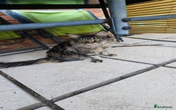 Maine Coon cats for sale: Stunning purebred. Maine coon cat  - Image 4