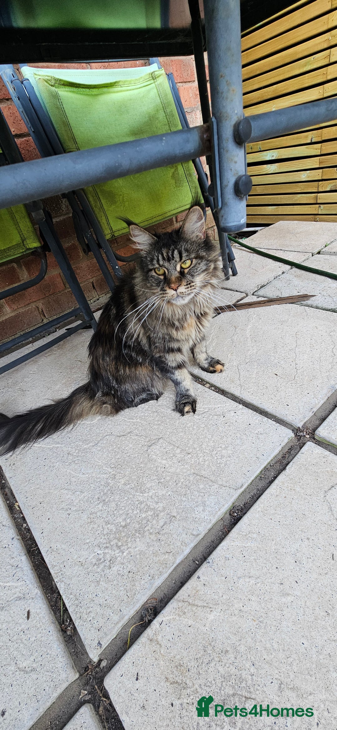 Maine Coon cats for sale: Stunning purebred. Maine coon cat  - Image 4