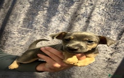 Jack Russell dogs for sale: Miniature Tri coloured Merle Jack Russell  - Image 8
