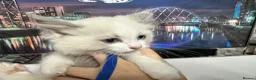Ragdoll cats for sale: Gorgeous Ragdoll kittens - Advert 14