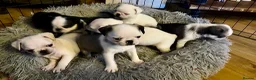 Pug dogs for sale: Beautiful and rare purebred puppies - Advert 10