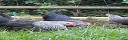 Chickens poultry for sale: Point of lay hens  silver sussex - Advert 14