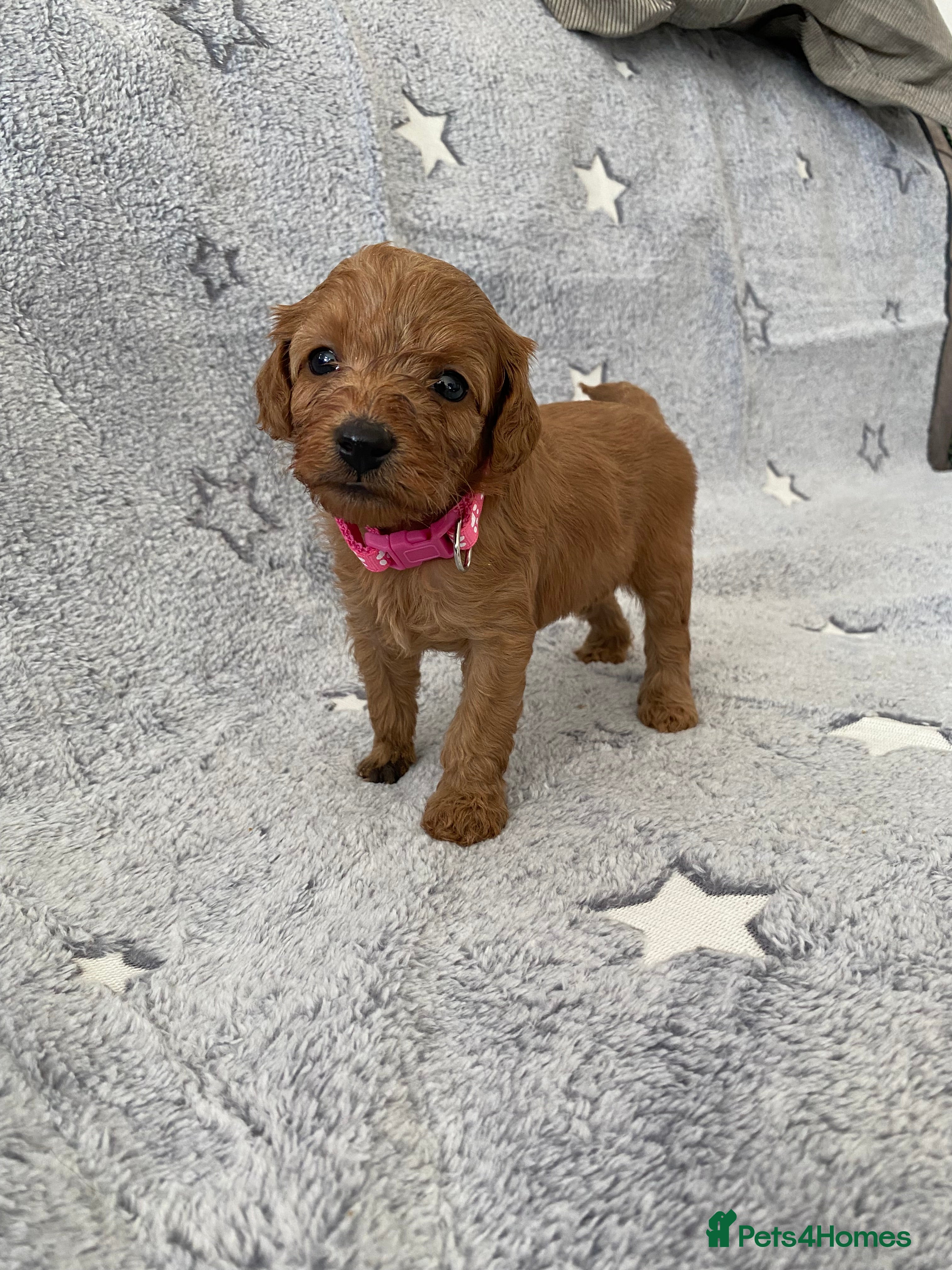 Cockapoo dogs Toy Poodle Cross Puppies, Mum & Dad Seen, London - Advert 9