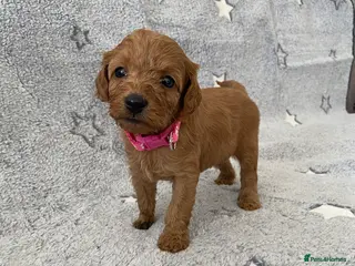 Cockapoo dogs Toy Poodle Cross Puppies, Mum & Dad Seen, London - Advert 1