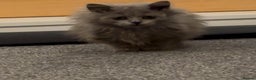 British Longhair cats for sale: Adorable British Longhair Kittens Ready Now! - Advert 7