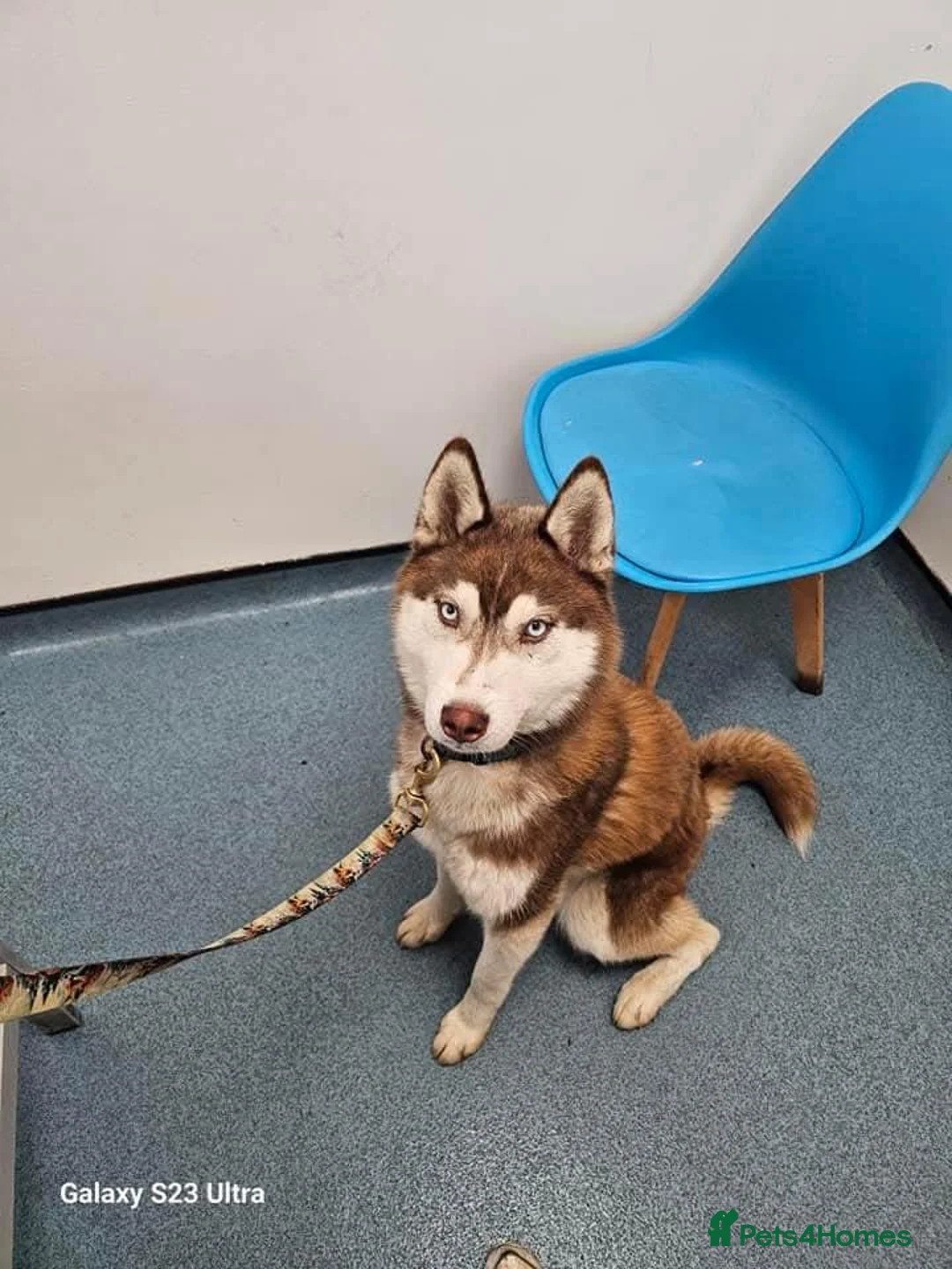 Siberian Husky dogs for sale: 2 year old Red & White Kc Reg Siberian Husky male  - Advert 2