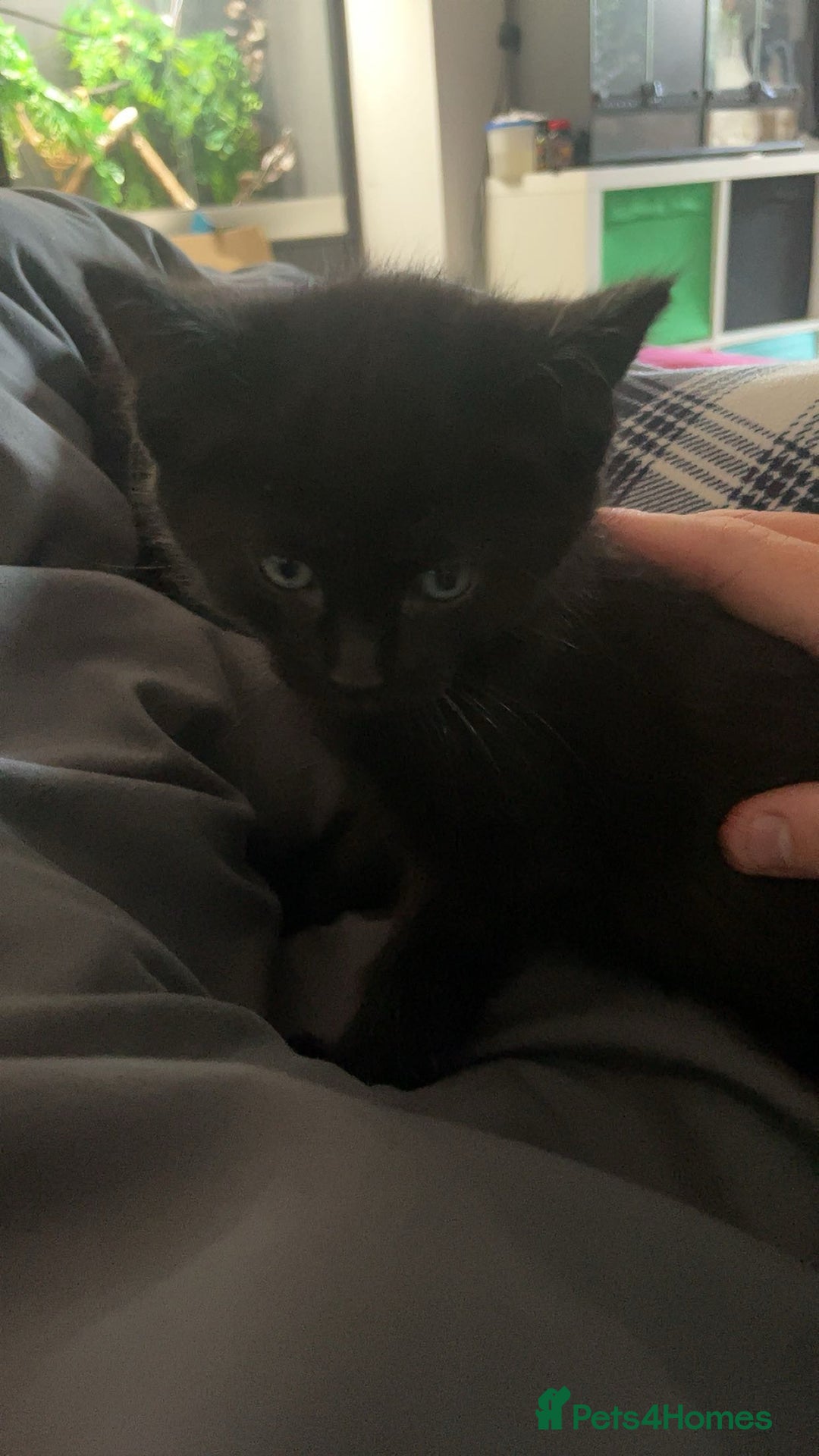 Mixed Breed cats for sale: Beautiful Rag Doll Mix Kitten for re homing  - Image 3