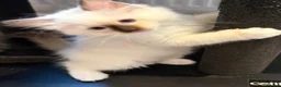 Ragdoll cats for sale: Stunning GCCF Ragdoll Kittens - Advert 13
