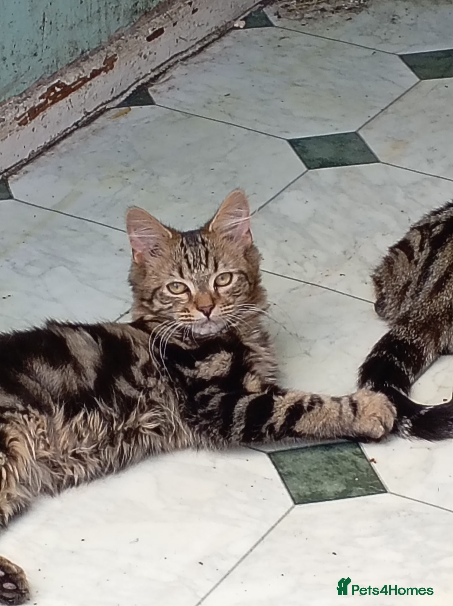 Mixed Breed cats Super fluffy baby boy - Advert 19