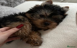 Yorkshire Terrier dogs for stud: A Charming Yorkshire Terrier Stud Looking for Love - Image 7