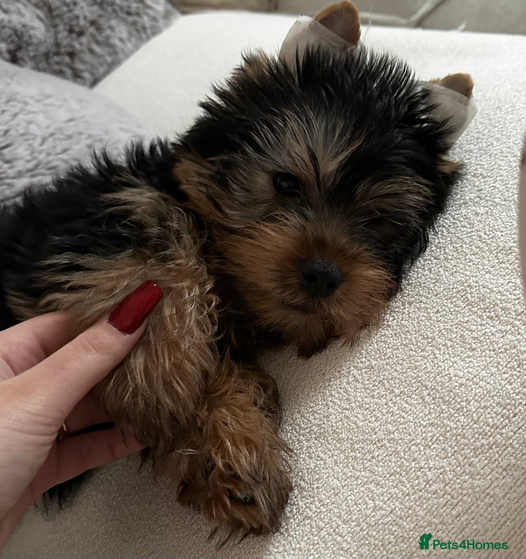 Yorkshire Terrier dogs for stud: A Charming Yorkshire Terrier Stud Looking for Love - Image 7