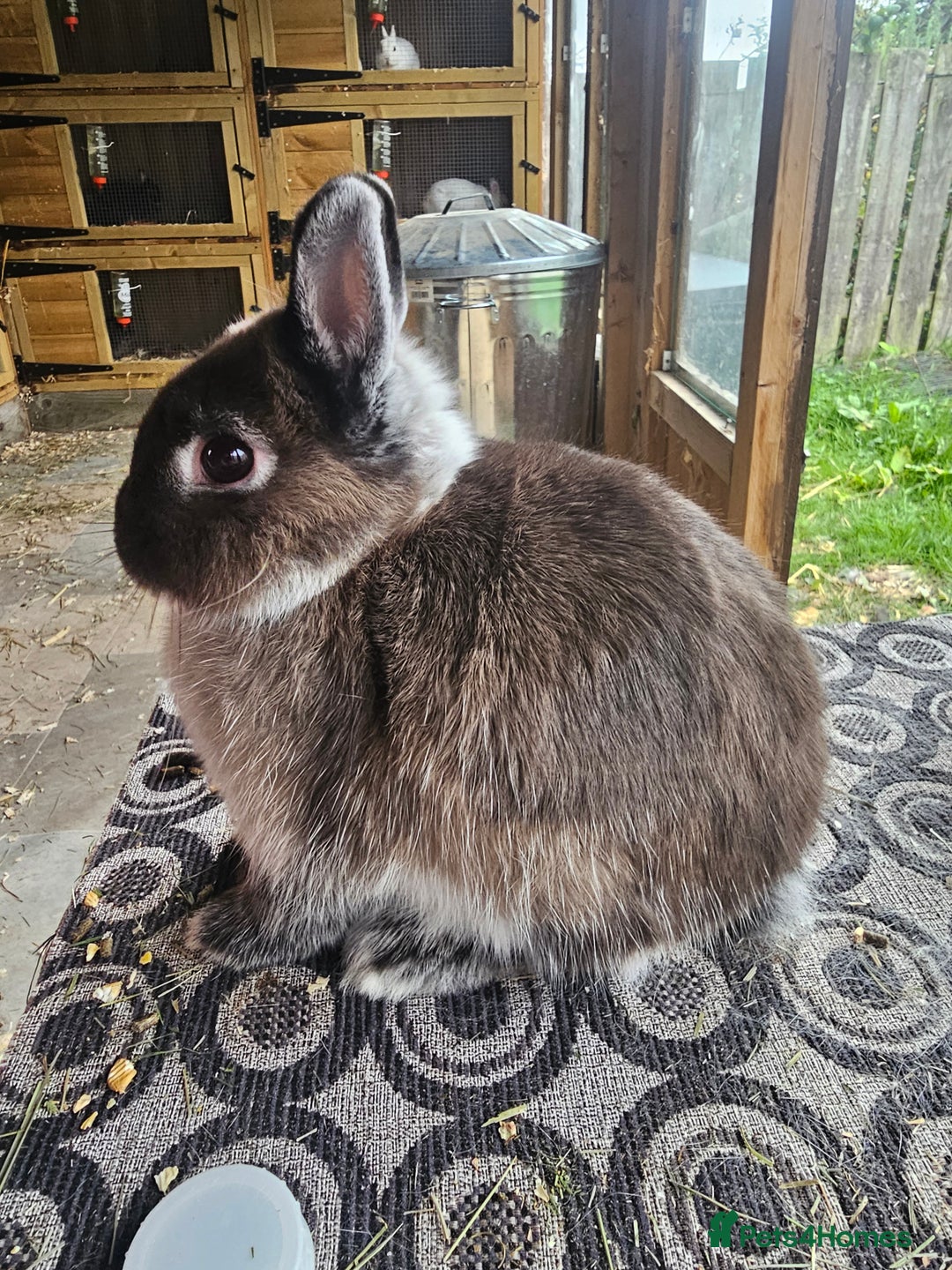 Netherland Dwarf rabbits for sale: netherland dwarf breeding trios and young stock  - Image 1