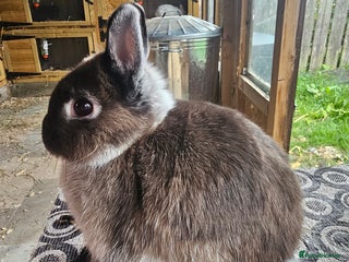 Netherland Dwarf rabbits - Advert 7